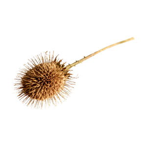 BURDOCK
