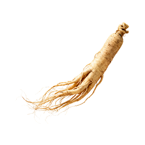 GINSENG