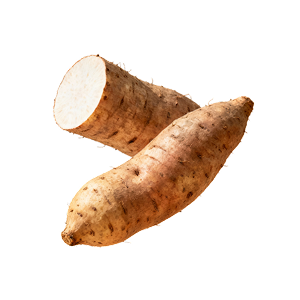 WILD YAM